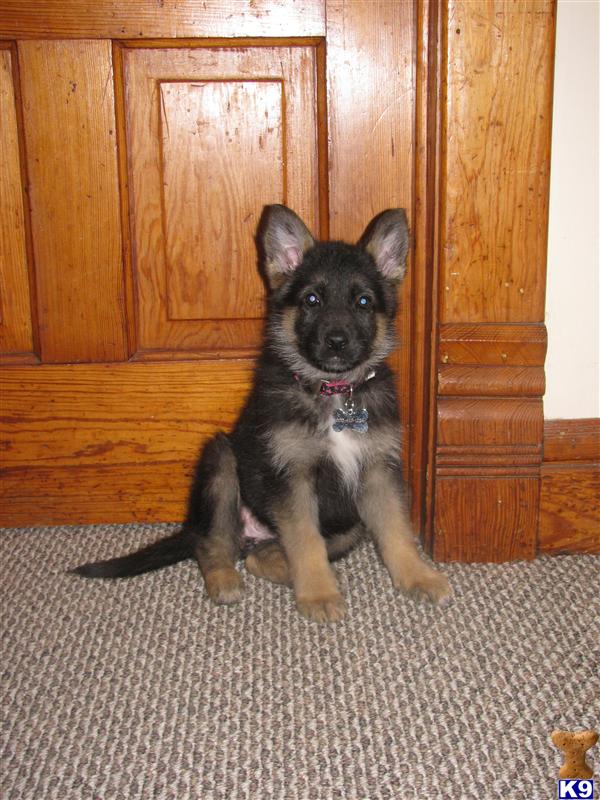 Puppies in Rochester