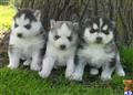 Alaskan Malamute