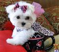 Maltese