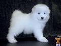 Samoyed