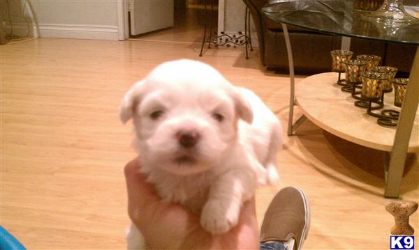 Lhasa Apso Puppies