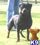 Rottweiler Puppies for Sale
