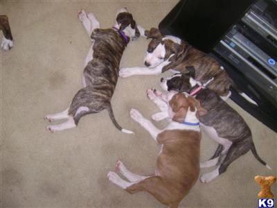 Staffordshire Bull Terrier Puppies for Sale