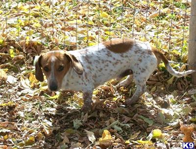 Stud Dogs - Dachshund
