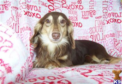 Stud Dogs - Dachshund
