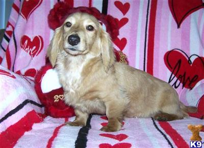 Stud Dogs - Dachshund