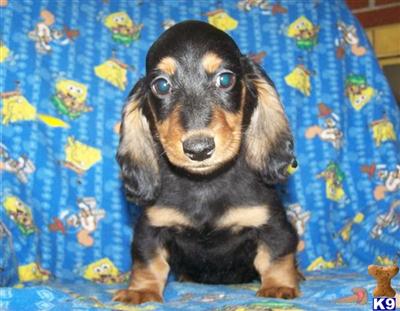 Dachshund Puppies