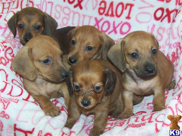 Dachshund Puppies