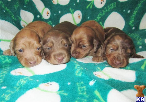 Dachshund Puppies