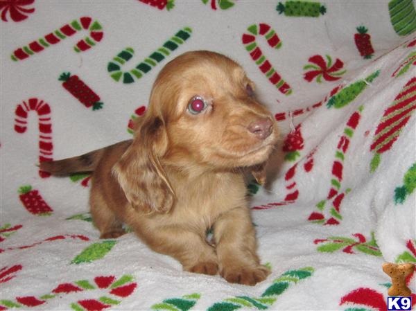 Dachshund Puppies