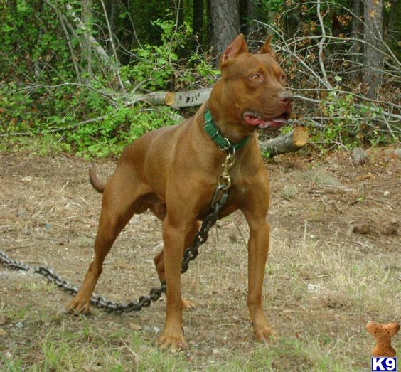 Stud Dogs - American Pit Bull