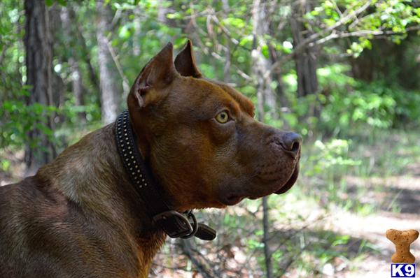Stud Dogs - American Pit Bull