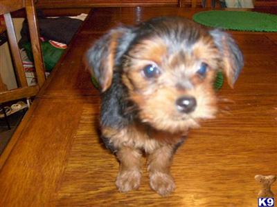 Puppies in Cambridge