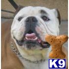 Stud Dogs - Bulldog