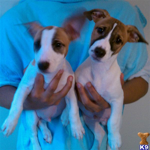 Puppies in CT