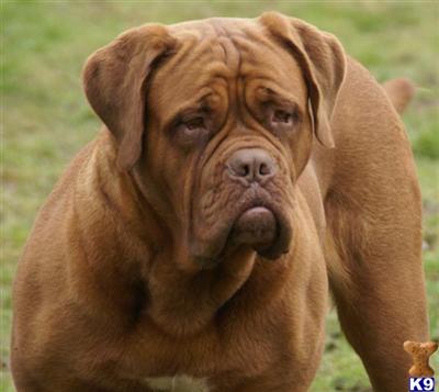 Dogue De Bordeaux Puppies for Sale