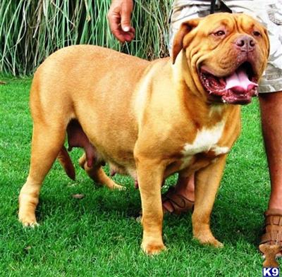 Dogue De Bordeaux Puppies for Sale