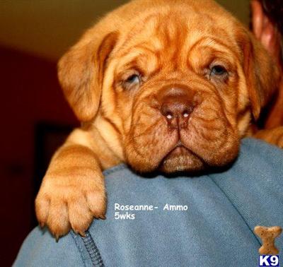 Dogue De Bordeaux Puppies for Sale