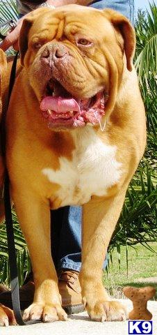 Dogue De Bordeaux Puppies for Sale
