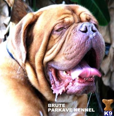 Stud Dogs - Dogue De Bordeaux