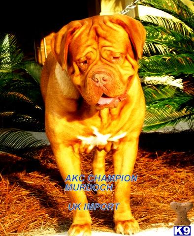 Stud Dogs - Dogue De Bordeaux