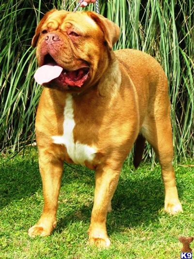 Dogue De Bordeaux Puppies for Sale