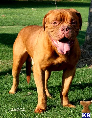 Dogue De Bordeaux Puppies for Sale