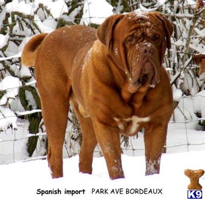 Dogue De Bordeaux Puppies for Sale