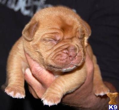 Dogue De Bordeaux Puppies for Sale