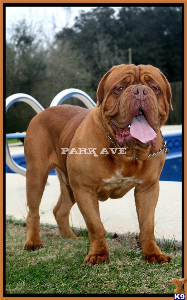 Stud Dogs - Dogue De Bordeaux