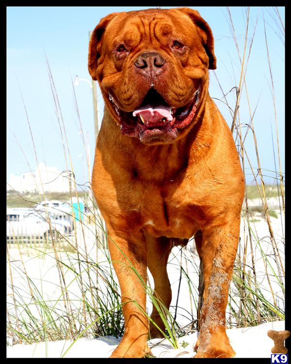Stud Dogs - Dogue De Bordeaux