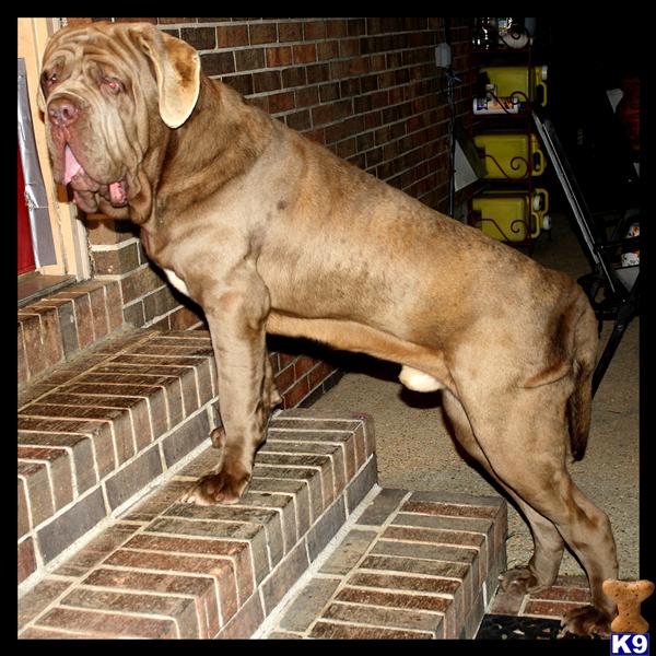 Stud Dogs in AL