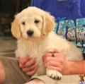 Goldendoodles