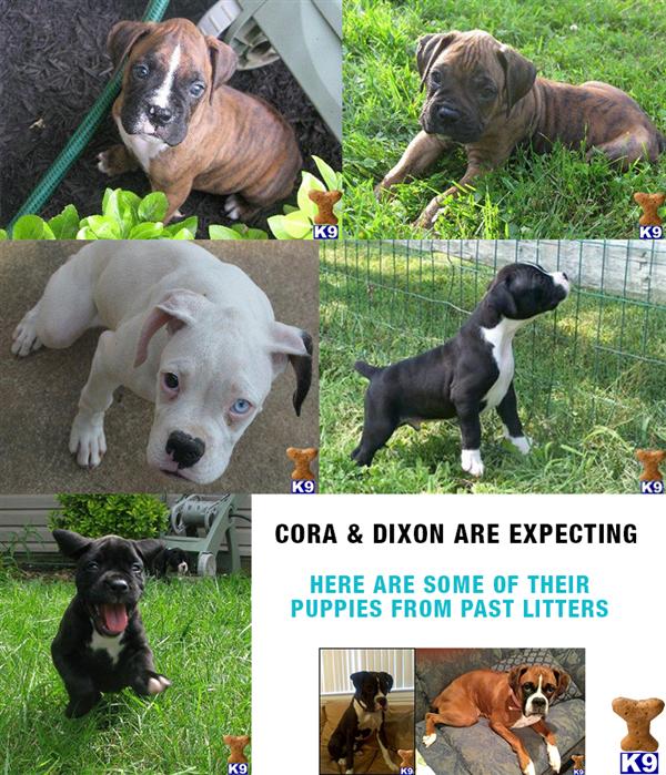 Dogs - Boxer