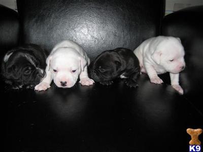 Staffordshire Bull Terrier Puppies for Sale