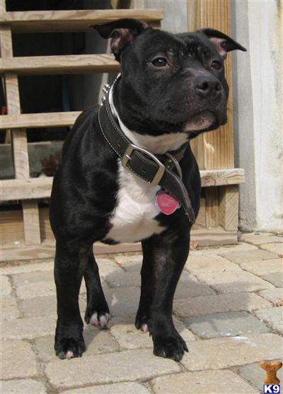 Stud Dogs - Staffordshire Bull Terrier