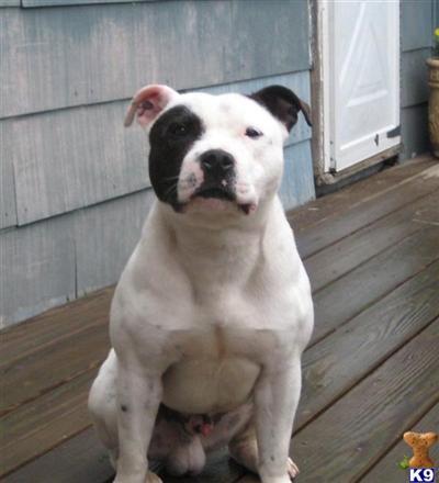 Puppies in MA