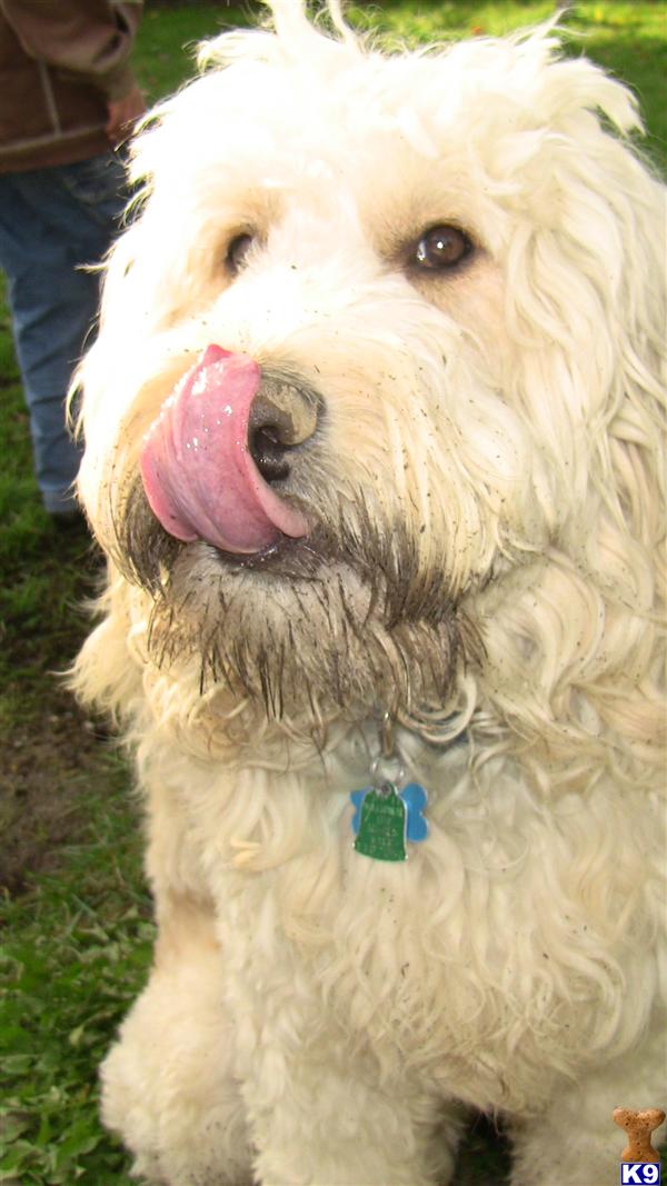 Stud Dogs - Goldendoodles