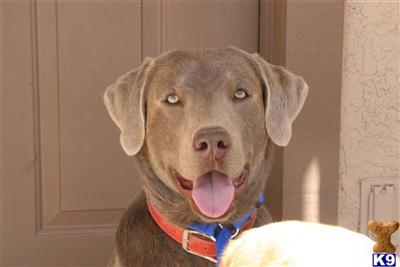 Stud Dogs in AZ