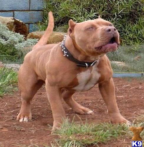 Dogs for Sale in WI