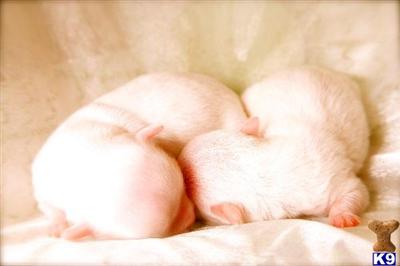 Puppies in OR