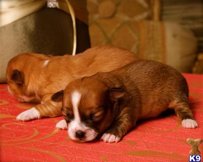 Puppies in OR