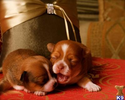 Puppies in OR