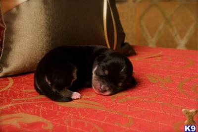 Puppies in OR