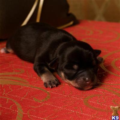 Puppies in OR