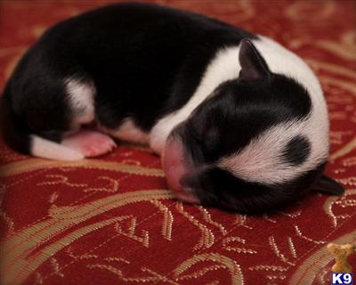 Puppies in OR