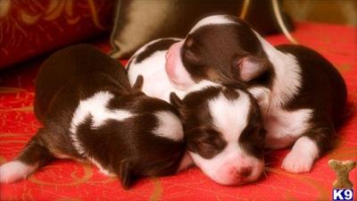 Puppies in OR