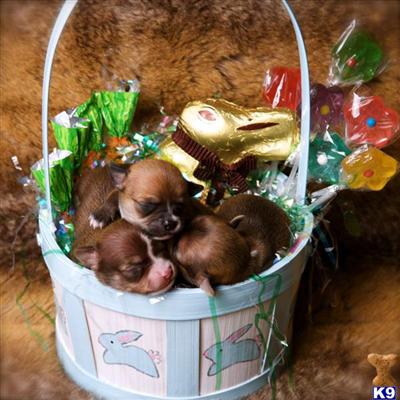 Puppies in OR