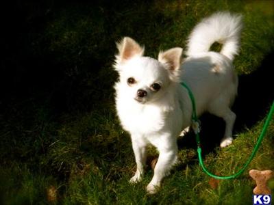 Stud Dogs - Chihuahua