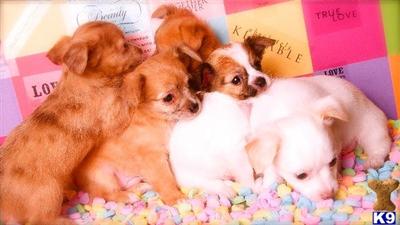 Puppies in OR